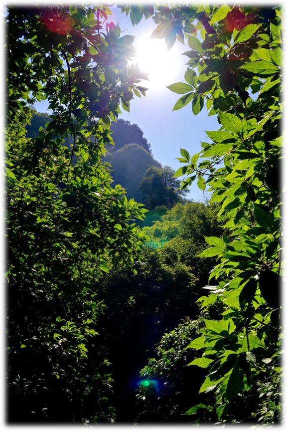 Forest environment monitored by the Scout early warning system